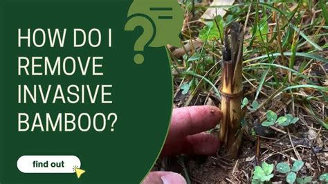 bamboo removal with mini excavator|invasive bamboo in maryland.